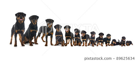 puppies rottweiler in studio puppies rottweiler in studio 89625634