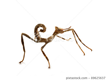 stick insect in studio stick insect in studio 89625637