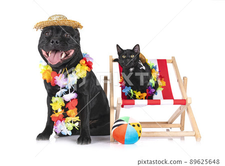 staffordshire bull terrier and cat staffordshire bull terrier and cat 89625648