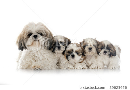 Shih Tzu family in studio 89625656