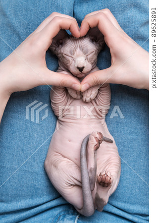 Two female hands making sign Heart by fingers in front of muzzle of sleeping kitten Canadian Sphynx Cat lying on its back on blue jeans. 89625891