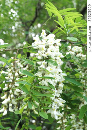 刺槐花2022年4月 刺槐花2022年4月 89625909