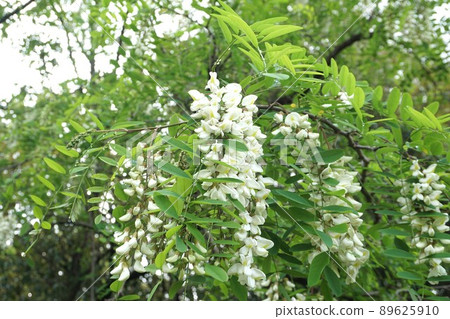 刺槐花2022年4月 89625910