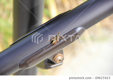 "Futamon paper wasp" on the railing 89625923