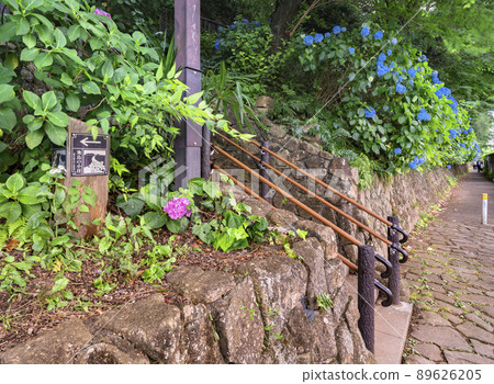 [Oji, Tokyo] The stairs in Asukayama Park and the small diameter hydrangea of Asuka. 89626205