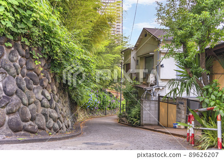 [Nishigahara, Tokyo] A hydrangea flower that blooms along the stone wall of Asukayama Park on a small-diameter downhill slope of Asuka. 89626207