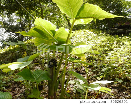 Machida Ebineen Musashiabumi 89626291