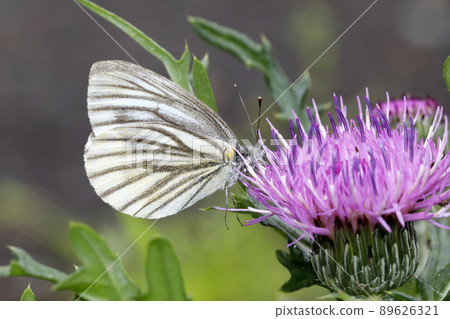 條紋白蝴蝶 條紋白蝴蝶 89626321