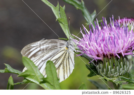 White-striped Butterfly White-striped Butterfly 89626325