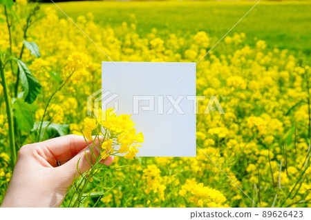 A square blank mockup with a yellow rape field in the background A square blank mockup with a yellow rape field in the background 89626423