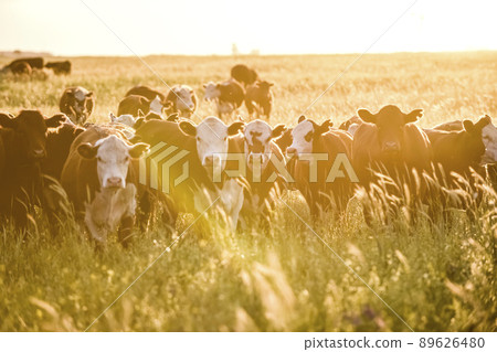 Cows raised with natural grass, Argentine meat production Cows raised with natural grass, Argentine meat production 89626480