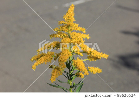 Autumn flower / Yellow flower part of "Solidago altissima" 89626524