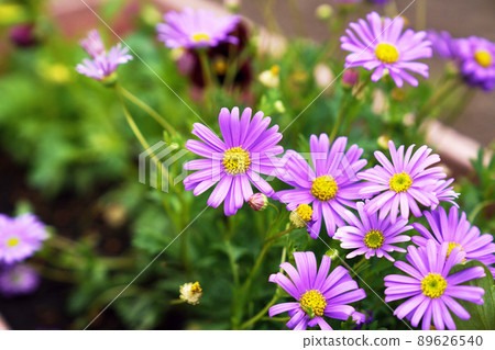 Brakkam Brakkam 89626540