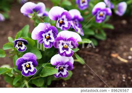 Pansy Pansy 89626567