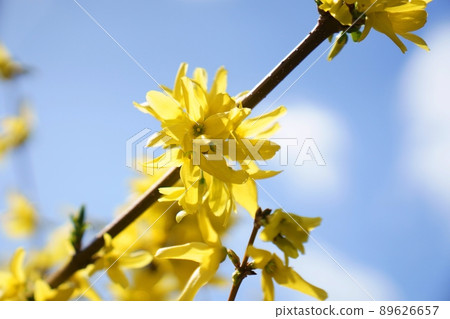 Forsythia Forsythia 89626657