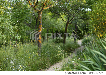 Path. Dirt and sand road surrounded by green vegetation. Gray mold (Botrytis cinerea) on tree trunks. Leafy green trees and bushes in a park in Madrid, Spain. Europe. Horizontal photography. Path. Dirt and sand road surrounded by green vegetation. Gray mold (Botrytis cinerea) on tree trunks. Leafy green trees and bushes in a park in Madrid, Spain. Europe. Horizontal photography. 89626774