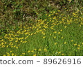 一群黃色的小花 89626916