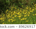 一群黃色的小花 89626917