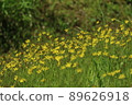 一群黃色的小花 89626918