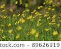 一群黃色的小花 89626919