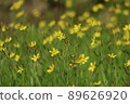 一群黃色的小花 89626920