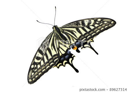 [Swallowtail butterfly] (depth synthesis) 89627314