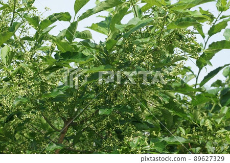 Mayumi's small flower April 2022 89627329