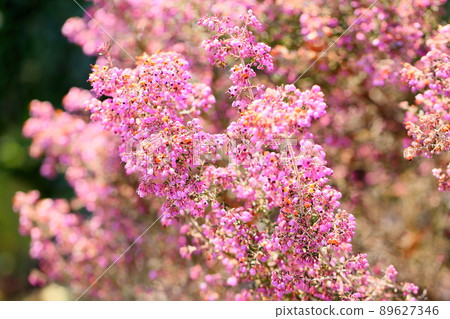 Erica's flower 89627346