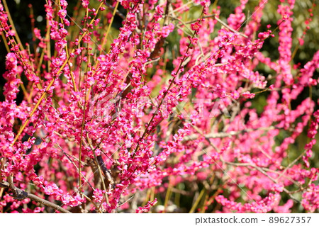 梅花紅梅 梅花紅梅 89627357