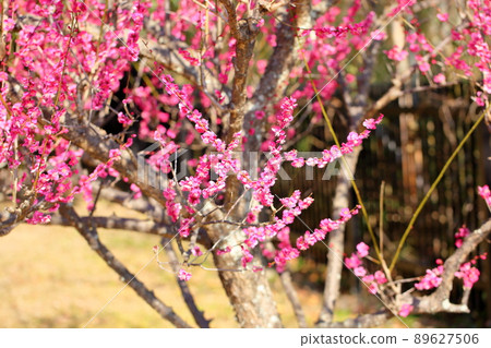 梅花紅梅 梅花紅梅 89627506