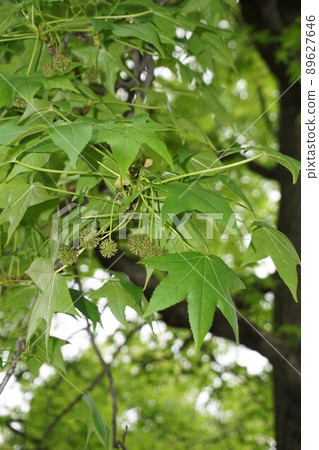 April 2022 Sweetgum that began to show its actual shape April 2022 Sweetgum that began to show its actual shape 89627646