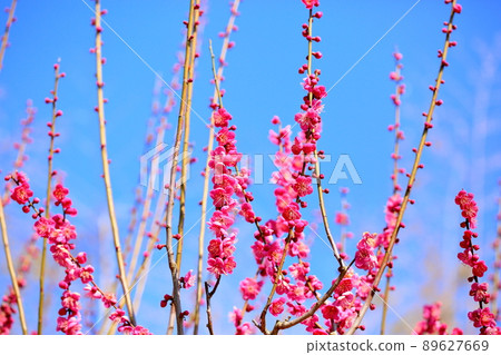 Plum blossom red plum Plum blossom red plum 89627669
