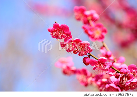 梅花紅梅 89627672