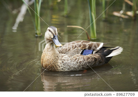 Spot-billed ducks in the park pond 89627709