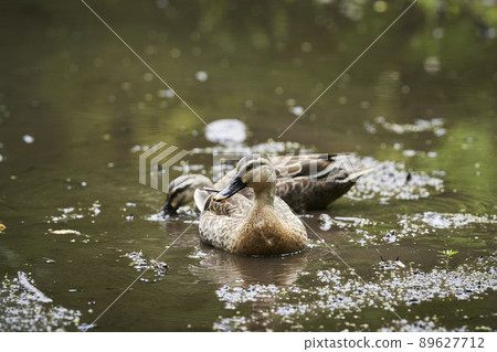 A pair of spot-billed ducks in a pond in the park 89627712