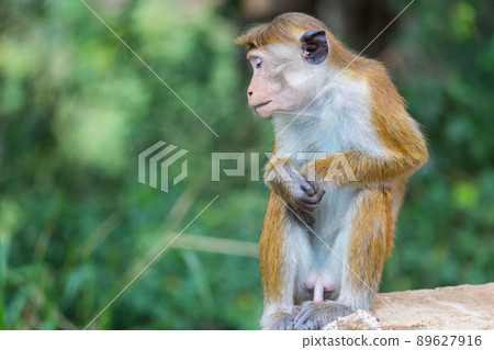 Monkey Monkey 89627916