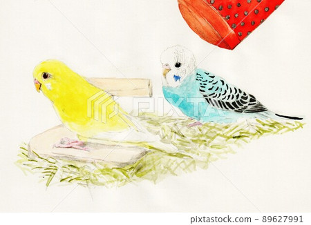 虎皮鸚鵡小雞 虎皮鸚鵡小雞 89627991