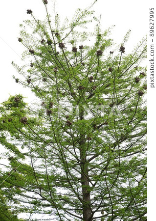 April 2022 Bald cypress remnants and fresh green 89627995