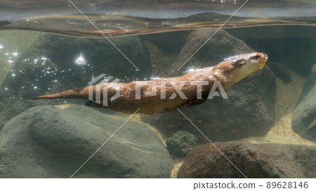 游泳技巧 89628146