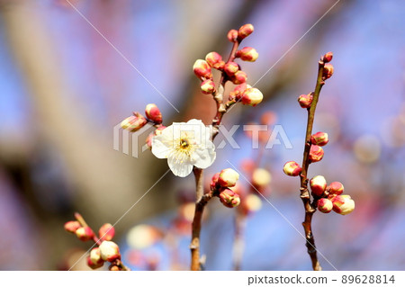 White flower flowers 89628814