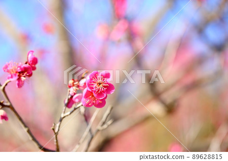 粉紅色的梅花 粉紅色的梅花 89628815