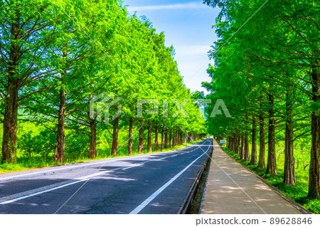 Metasequoia Fresh green of trees 89628846