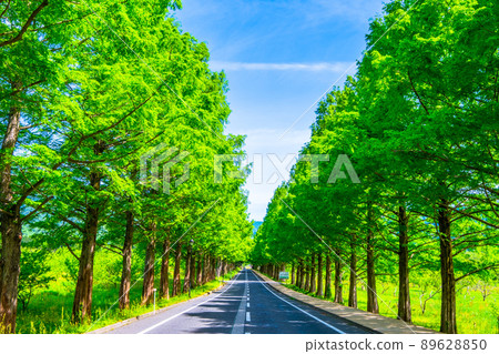 Metasequoia Fresh green of trees 89628850