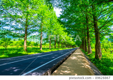 Metasequoia Fresh green of trees Metasequoia Fresh green of trees 89628867