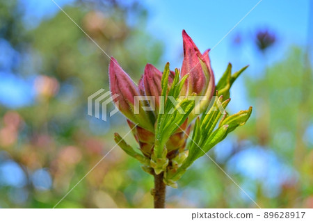 Bush of delicate flowers of azalea or rhododendron plant in a sunny spring day Bush of delicate flowers of azalea or rhododendron plant in a sunny spring day 89628917