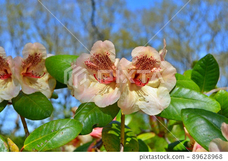 Bush of delicate flowers of azalea or rhododendron plant in a sunny spring day Bush of delicate flowers of azalea or rhododendron plant in a sunny spring day 89628968