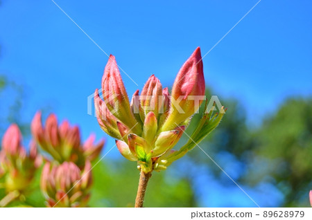 Bush of delicate flowers of azalea or rhododendron plant in a sunny spring day Bush of delicate flowers of azalea or rhododendron plant in a sunny spring day 89628979