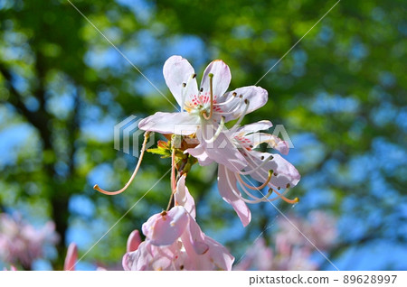 Bush of delicate flowers of azalea or rhododendron plant in a sunny spring day 89628997