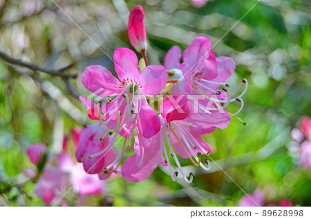Bush of delicate flowers of azalea or rhododendron plant in a sunny spring day 89628998