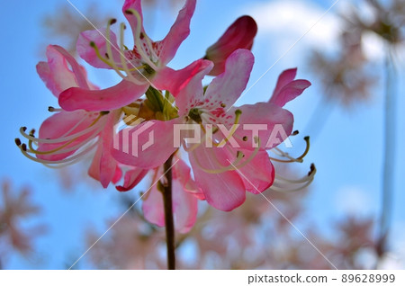 Bush of delicate flowers of azalea or rhododendron plant in a sunny spring day Bush of delicate flowers of azalea or rhododendron plant in a sunny spring day 89628999